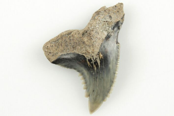 Snaggletooth Shark (Hemipristis) Tooth - Aurora, NC #203588